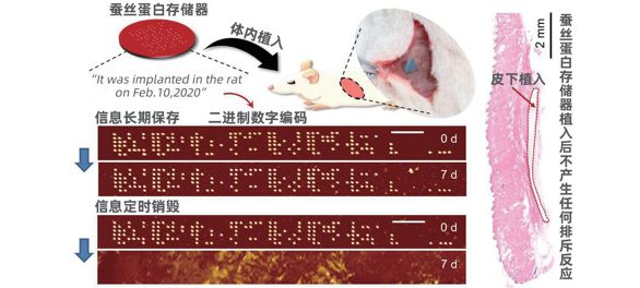 蚕丝硬盘：数字信息和生物信息的同步存储︱大家(图2)