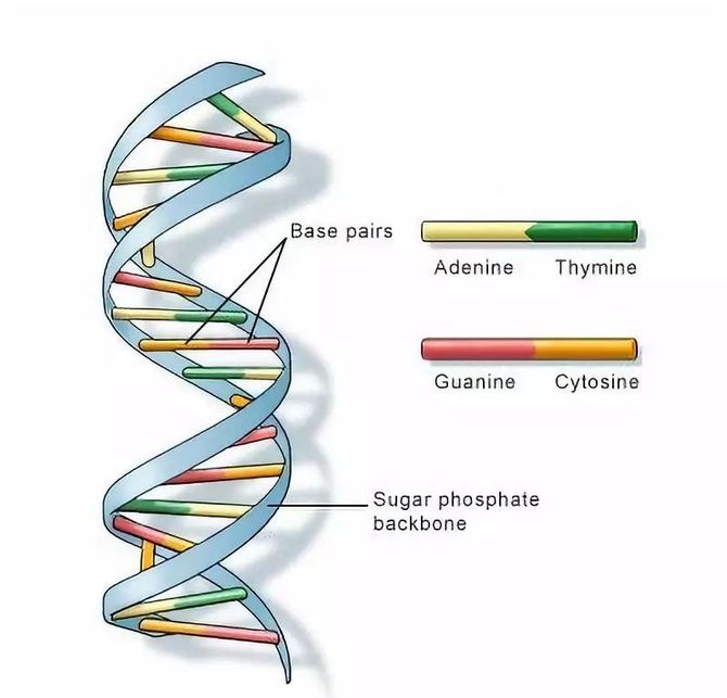 DNA存储的中美对比研究(图1)