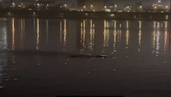 韩国汉江水下惊现巨型不明生物长达10米夜钓博主被吓跑！(图1)