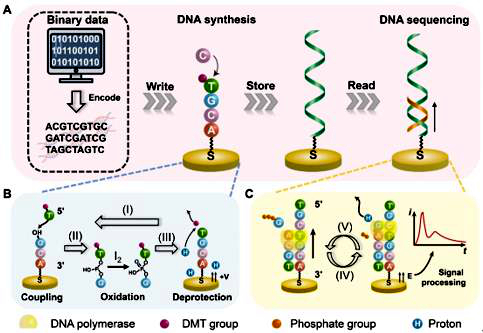 英伟达推出全新Rubin芯片架构(图1)