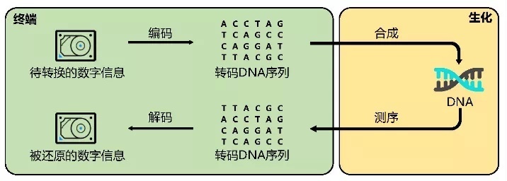 DNA计算机能解决数独问题并将大量数据存储千年(图1)