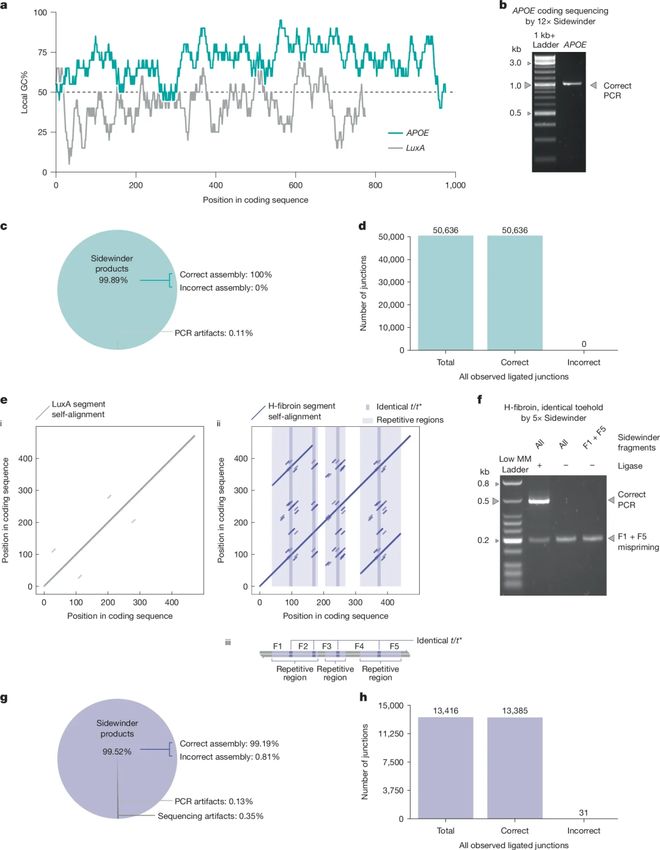 Nature错配率仅百万分之一！王开航团队开发突破性DNA组装技术Sidewinder解锁复杂序列合成新范式(图4)