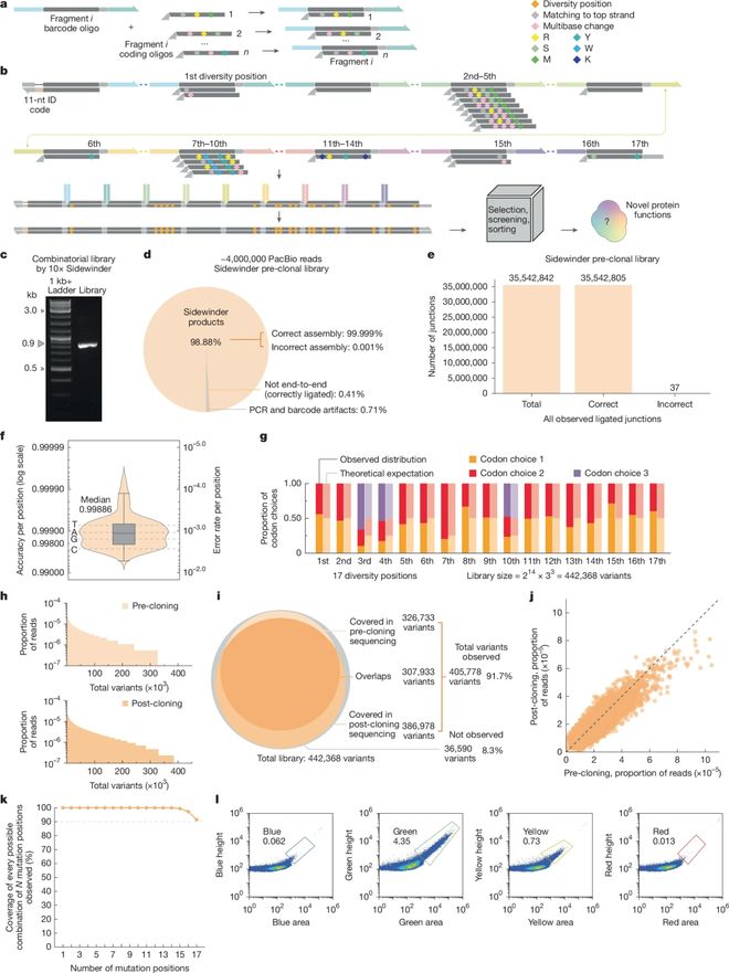 Nature错配率仅百万分之一！王开航团队开发突破性DNA组装技术Sidewinder解锁复杂序列合成新范式(图6)