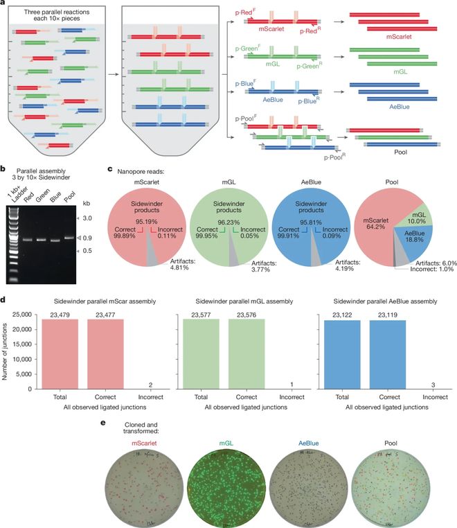 Nature错配率仅百万分之一！王开航团队开发突破性DNA组装技术Sidewinder解锁复杂序列合成新范式(图5)
