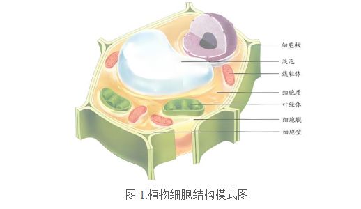 如何高效进行植物DNA提取实验？(图1)