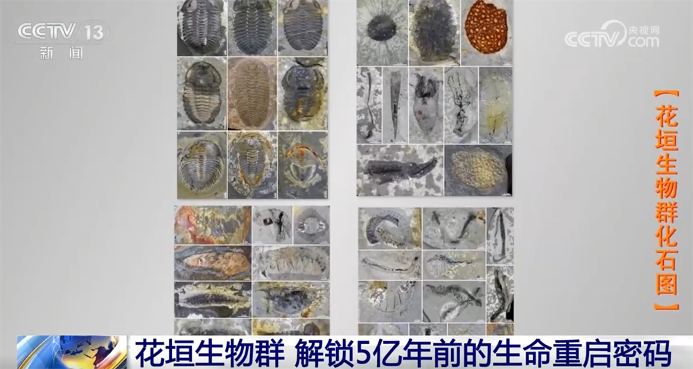 一起“涨”知识！世界级化石“宝藏”花垣生物群解锁5亿年前生命重启密码(图1)