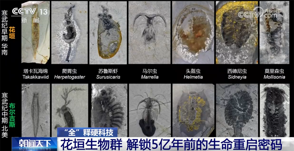 一起“涨”知识！世界级化石“宝藏”花垣生物群解锁5亿年前生命重启密码(图7)