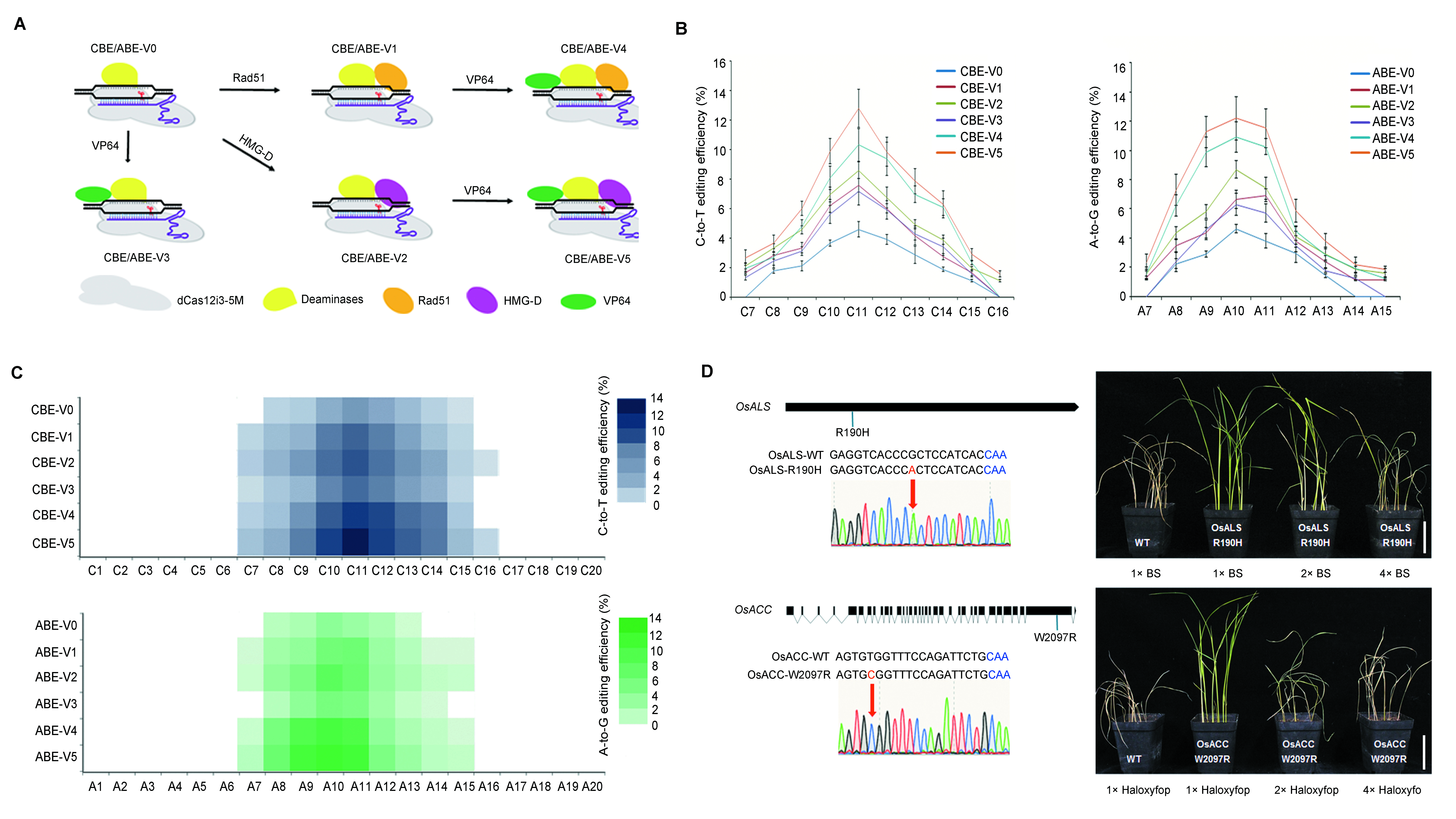 新型碱基编辑系统助力水稻精准改良(图1)