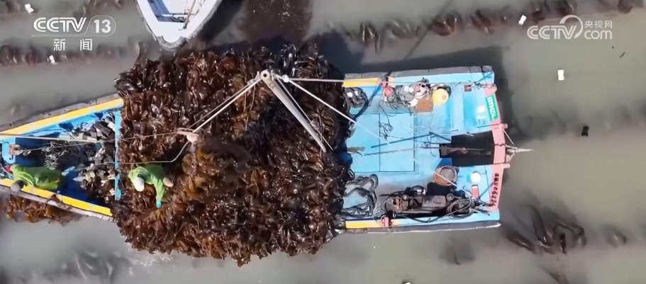 突破！耕海牧渔为“蓝色粮仓”强“芯”筑牢“海洋经济”根基(图1)