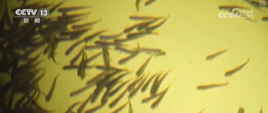 突破！耕海牧渔为“蓝色粮仓”强“芯”筑牢“海洋经济”根基(图2)