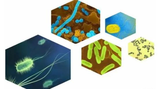修复微生物失衡破解连作难题(图2)
