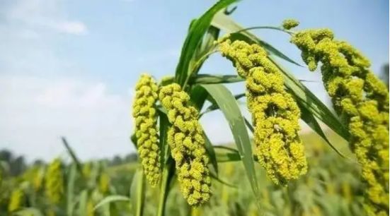 修复微生物失衡破解连作难题(图1)