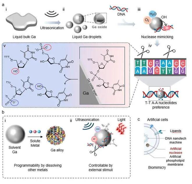 NatCommun丨当液态金属开始“剪DNA”：一种极简人工酶的新可能(图2)