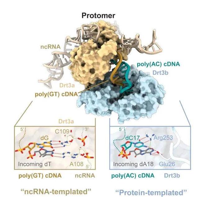 颠覆百年中心法则？Science：细菌可以利用蛋白质合成DNA(图2)