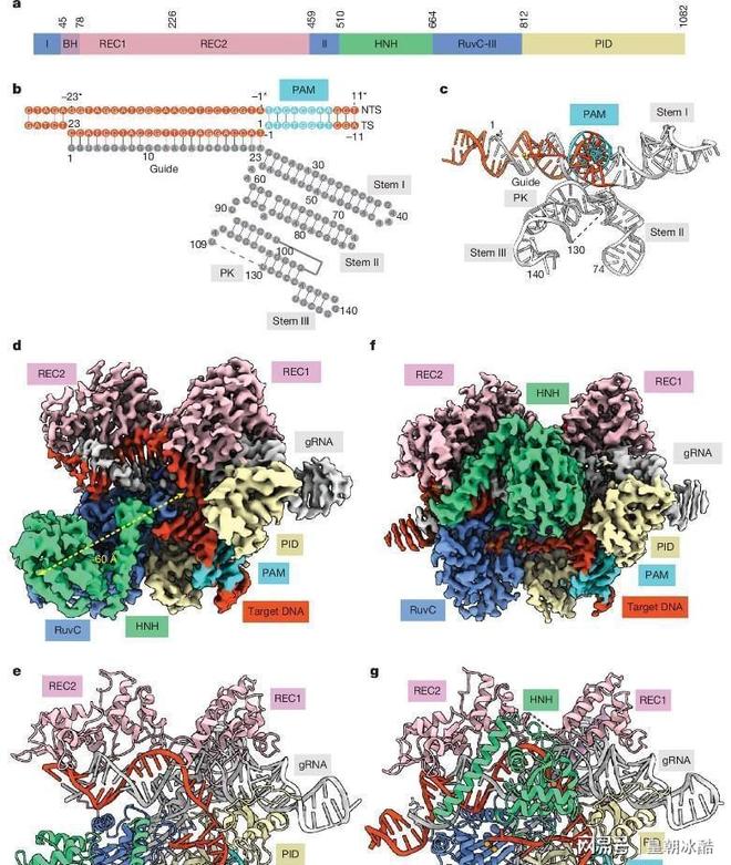 新型CRISPR变体ThermoCas9精准剪断癌细胞DNA(图1)
