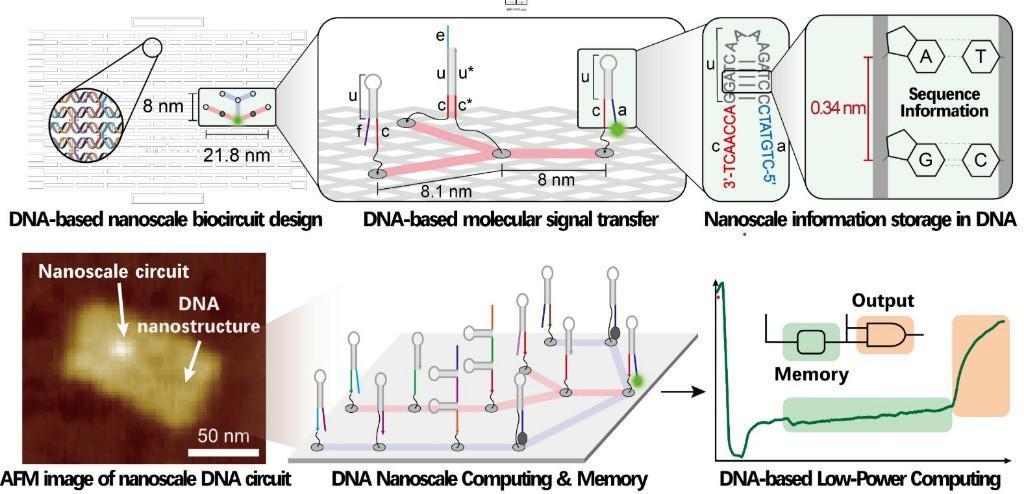 DNA分子计算机突破2纳米半导体工艺极限(图1)