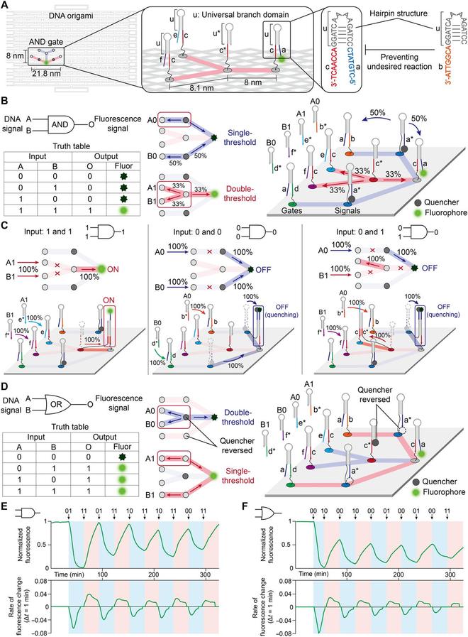 突破2纳米极限：DNA生物晶体管实现分子级计算与存储双重功能(图2)