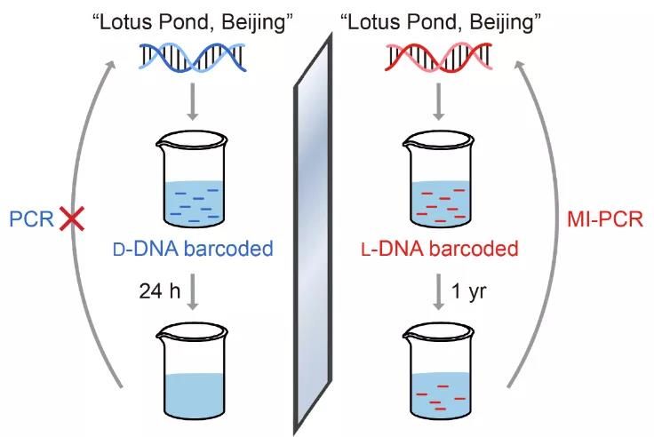 生物的遗传信息主要贮存在____分子中表现为排列顺序。分子的两条链都含有它的互补链的(图1)