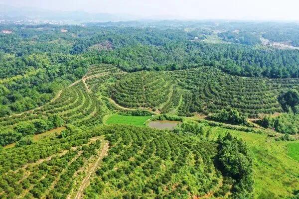 从“露水财”到“吃干榨净”——湖南油茶科研新观察(图2)