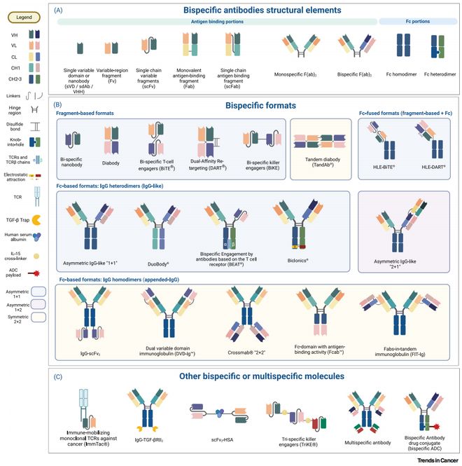 明晚有约从DNA设计到成品冻存：双抗生产全流程解析(图2)