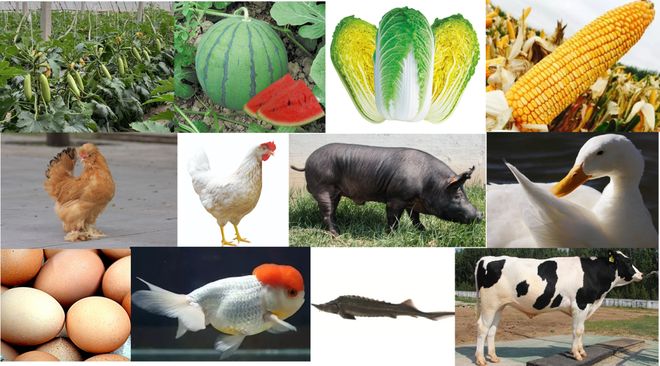 种业之都北京振兴步履铿锵(图2)