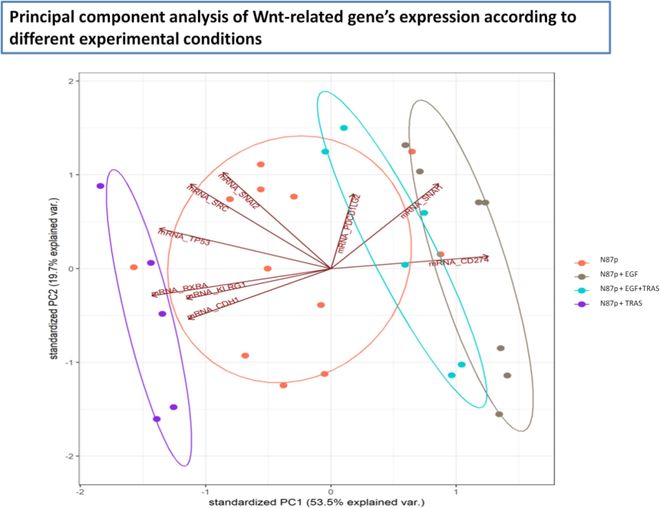 幽门螺杆菌对HER2阳性胃癌治疗反应的影响——基于Wntβ-catenin通路的新启示(图2)