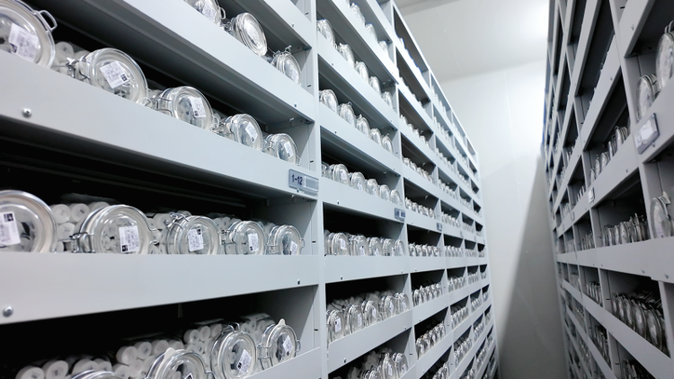 十五年摸清林草种质资源“家底”山东为何“死磕”小种子？(图2)