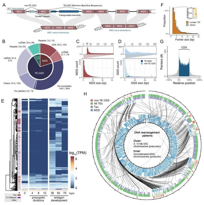 SciAdv｜高凤课题组揭示小RNA介导的基因组DNA精确删除机制(图2)