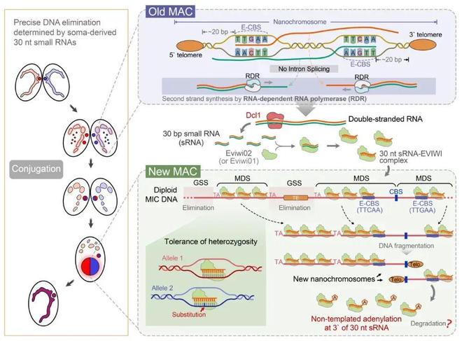 SciAdv｜高凤课题组揭示小RNA介导的基因组DNA精确删除机制(图3)
