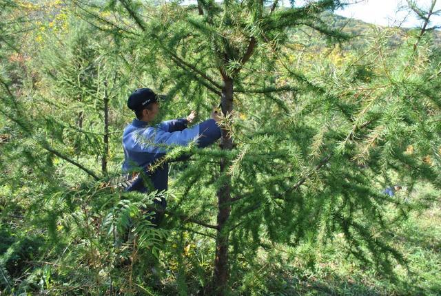 从“一粒种”到“基因库”——一个资源大省的林业高质量发展路径探析(图2)