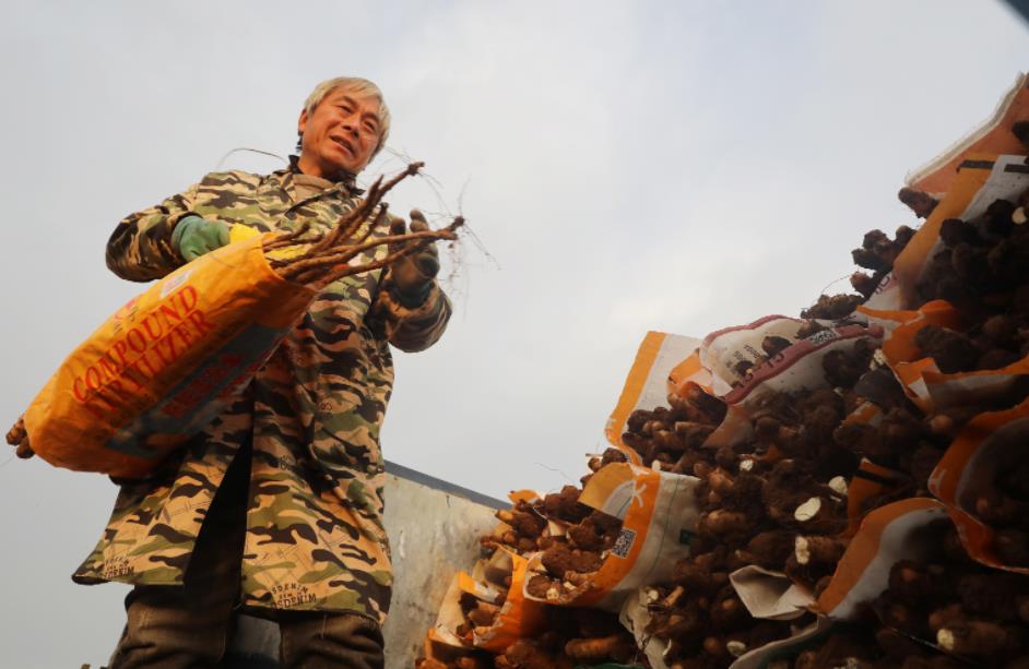 “一根山药”如何撬动30亿产业？——解码温县铁棍山药的“出圈”密码(图2)