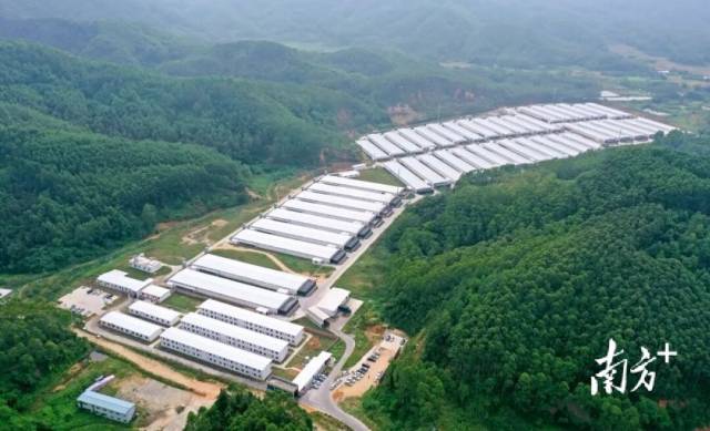 芯路径芯力量——广东种业振兴“五年见成效”创新实践(图5)