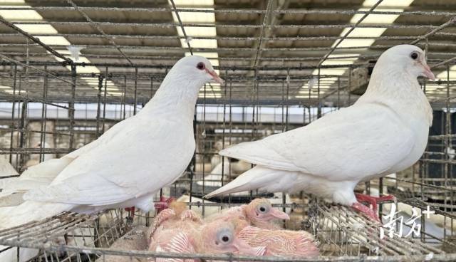 芯路径芯力量——广东种业振兴“五年见成效”创新实践(图4)